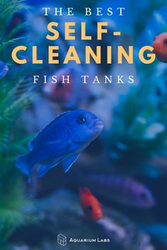 the best self cleaning fish tanks