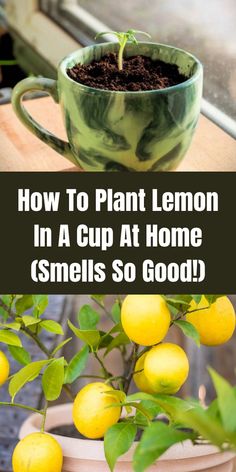 lemons growing in a cup at home with text overlay that reads how to plant lemon in a cup at home smells so good