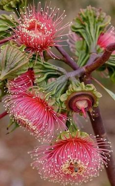 some pink flowers are growing on a tree