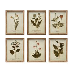 four framed botanical prints in various shapes and sizes, each with different flowers on them