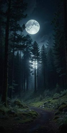 a dark forest with the moon in the sky