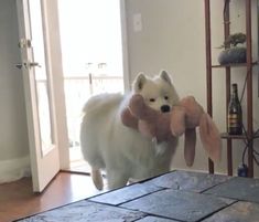 a white dog holding a stuffed animal in its mouth