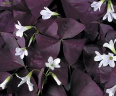 purple leaves with white flowers in the middle