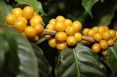 some yellow berries are growing on the tree