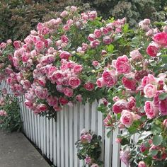 pink roses growing on the side of a white picket fence