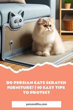 a cat sitting on top of a rug in front of a couch with the caption do persian cats scratch furniture? 10 easy tips to protect