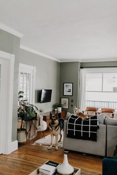 two dogs standing in the middle of a living room with wood floors and gray walls