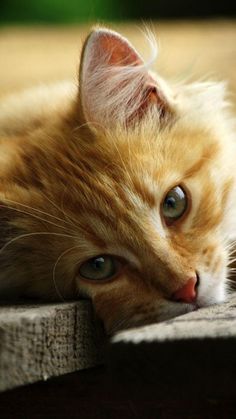 an orange and white cat laying on top of a wooden floor next to a wall