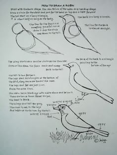 the instructions for how to draw a bird