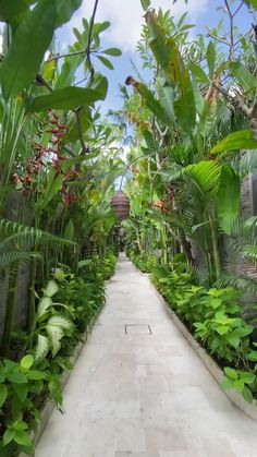 the walkway is lined with tropical plants and trees