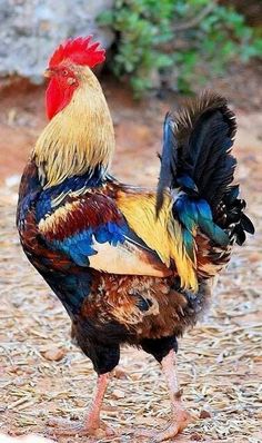 a colorful rooster standing on top of dry grass