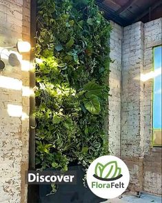 Plant a living wall in your home. Interior Plant Wall Ideas, Live Succulent Wall, Backyard Wall Plants, How To Build A Live Plant Wall, Living Wall Restaurant, Living Flower Wall, Wall With Green Plants, Feature Wall With Plants, Framed Living Wall