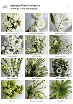 an image of flowers that are white and green