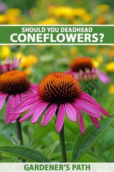 A close up vertical image of purple coneflowers growing in the garden pictured on a soft focus background. To the top and bottom of the frame is green and white printed text. Coneflowers Perennial Gardens, Zone 3 Perennials, Coneflower Landscaping, Wonderland Backyard, Modern Garden Landscape, Fall Planting Perennials, Big Gardens, Coneflower Garden, Deadheading Flowers