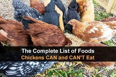 the complete list of foods chickens can and can't eat