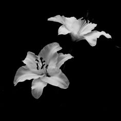 two white flowers in black and white with one flower still attached to the other side