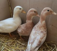 three ducks are sitting in the hay together