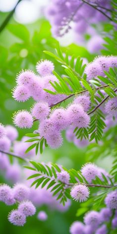 purple flowers are blooming on the tree