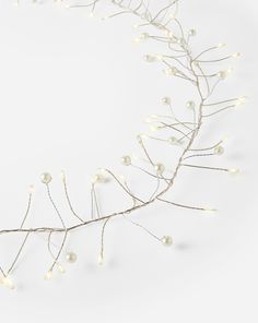 a branch with white lights on it