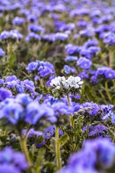 a field full of blue and white flowers