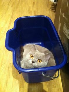 a gray cat sitting in a blue bucket