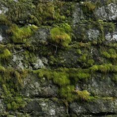 moss growing on the side of a stone wall