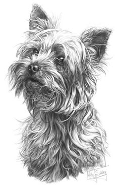 a black and white drawing of a dog