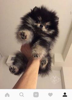 a person holding a small dog up to the ceiling