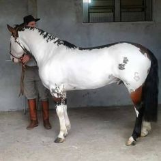 a man standing next to a white and brown horse