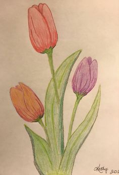 colored pencil drawing of three tulips in a vase