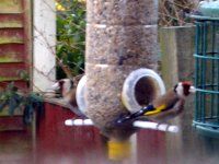 two birds sitting on top of a bird feeder