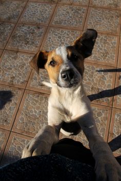 a brown and white dog sitting on top of a person's leg in the sun