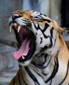 a tiger yawning with its mouth wide open