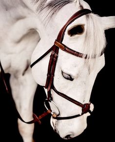 a white horse wearing a bridle on its head