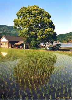 a large tree in the middle of a field with water and grass growing on it