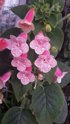 pink and white flowers with green leaves in the foreground