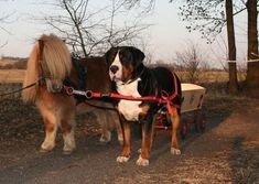 two horses pulling a wagon with a dog in it's harness on the road