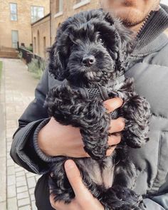 a man holding two small black dogs in his hands on a sidewalk next to brick buildings