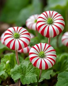 three red and white candy cane flowers growing in the ground with green leaves around them