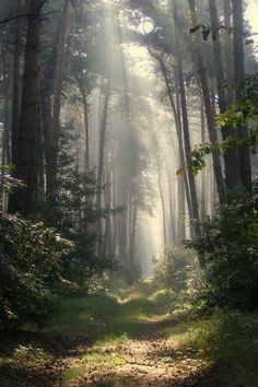 the sun shines through the foggy trees in this forest path that is surrounded by tall, thin pine trees