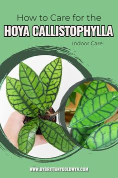 how to care for the hoya callistoophylla indoor plant in your home