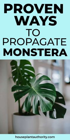 a houseplant plant with the words proven ways to propagate monstera