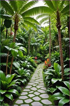 a pathway in the middle of some tropical plants