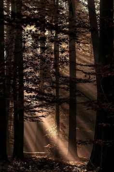 sunlight shining through the trees in a forest