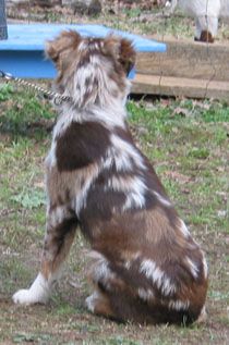 a brown and white dog sitting on top of a grass covered field