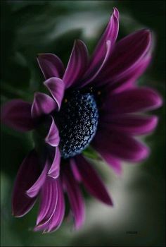 a purple flower with green leaves and water droplets in the center, viewed from above