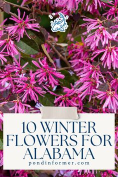 Article about the 10 best winter flowers for Alabama, perfect for adding color to your garden during the colder months.

Winter flowers, Alabama, Winter plants, Top plant picks