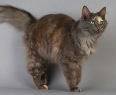 a long haired cat with green eyes standing