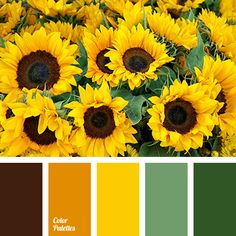 a bunch of sunflowers that are in color swatches