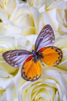 a butterfly sitting on top of white roses with words above it that say, i love you